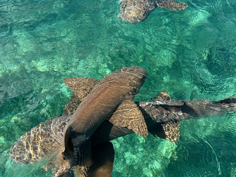 Abaco Tours & Activities-Treasure Cay必去景点