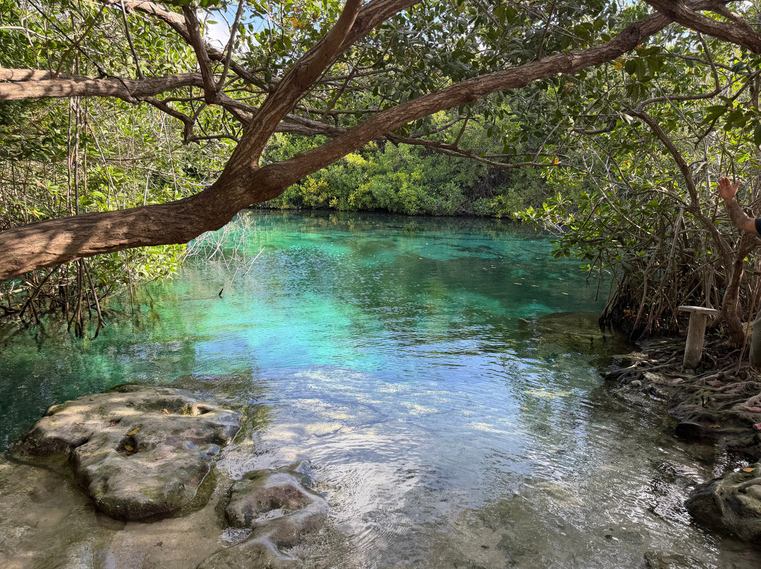 The Cenote Guy - Cenote Diving-普拉亚德尔卡曼必去景点