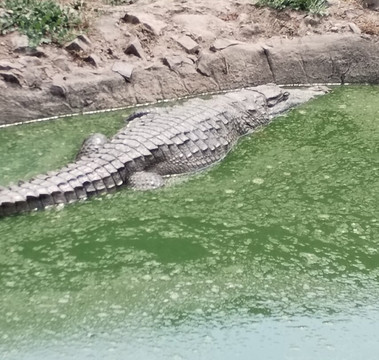 Fathala Wildlife Reserve-Dassilame Ba必去景点