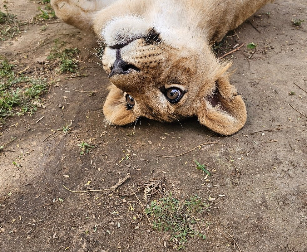 Max Sakho Chauffeur Guide-Saly必去景点