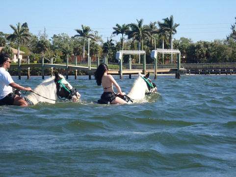 C Ponies Beach Horseback Rides-布雷登顿必去景点