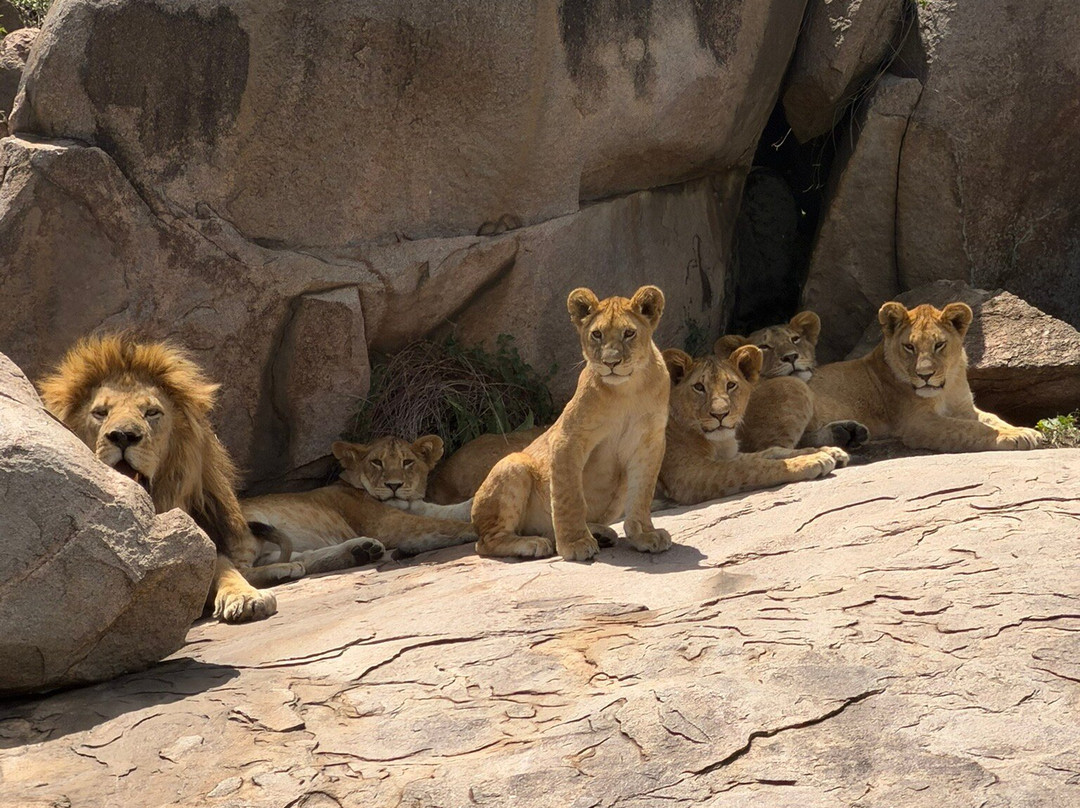 East African Safari And Touring Company-阿鲁沙必去景点