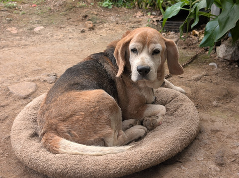 Café Artesanal Los Sauces-奥罗西必去景点