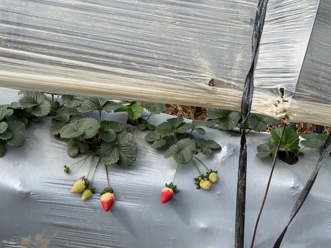 Parque Nacional Valle Nuevo-Constanza必去景点