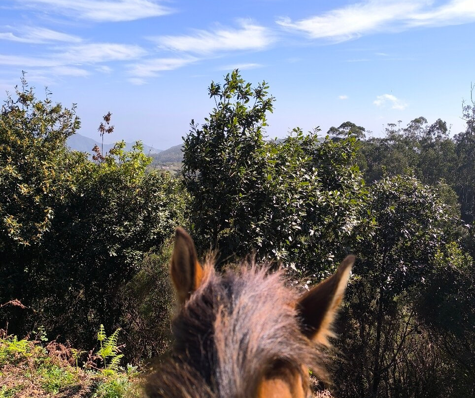 Equine Village by Quinta do Riacho-Santo da Serra必去景点