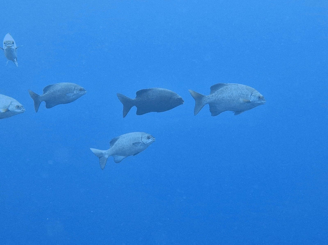 Sea World Dive Club-沙姆沙伊赫必去景点