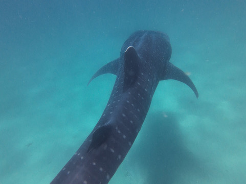 Mafia Island Dream Adventures-Kilindoni必去景点