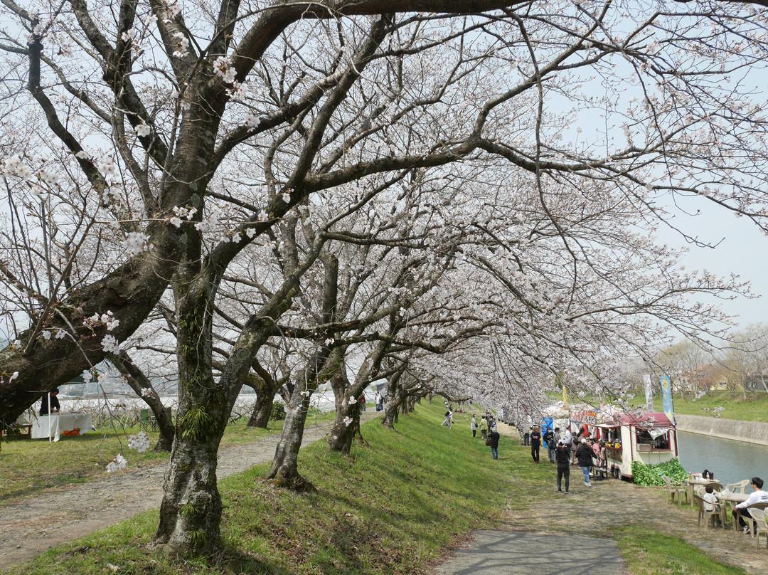 Sakura Trees along Nagare River-浮羽市必去景点