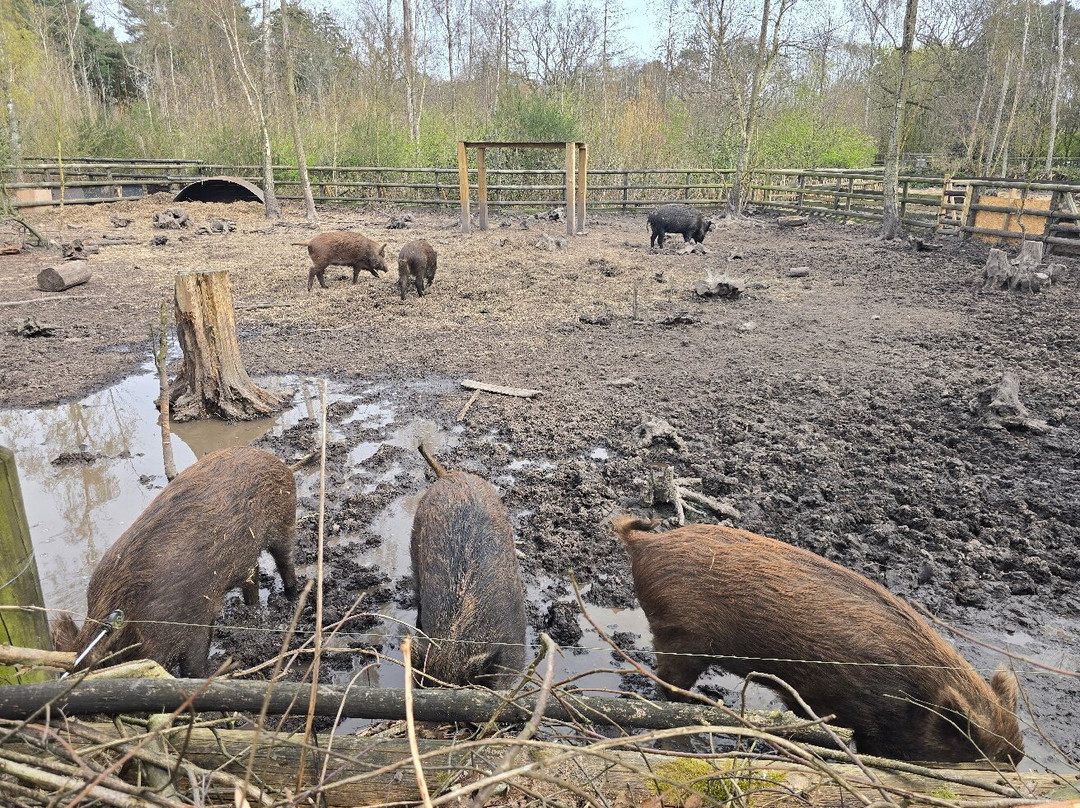 Wildwood Trust-Herne Bay必去景点