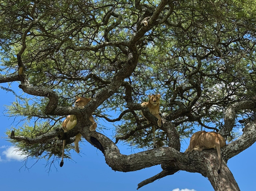 Sereland Africa Safaris-Sakina必去景点