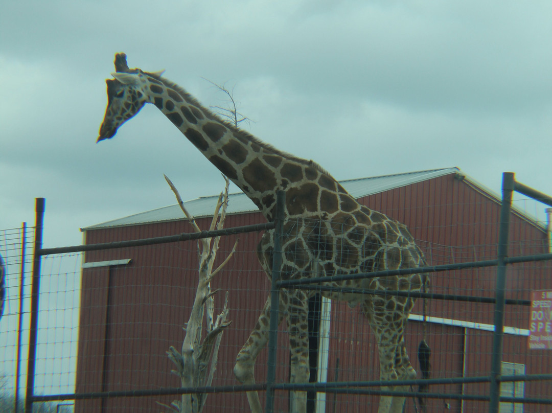 Tennessee Safari Park-Alamo必去景点