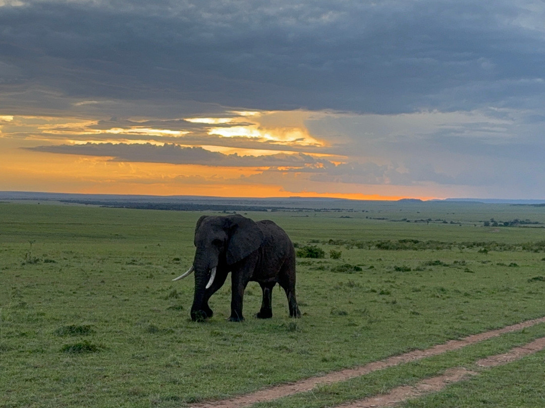JT Safaris-迪亚尼必去景点
