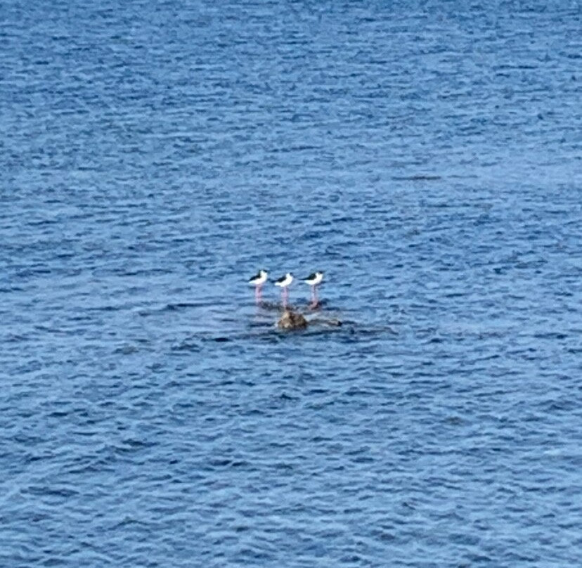 Old Town-安提贝必去景点