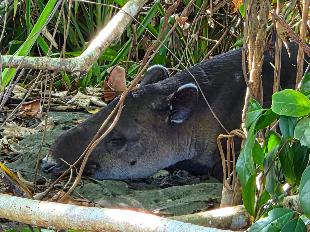 Corcovado Guia CR-希门尼斯港必去景点