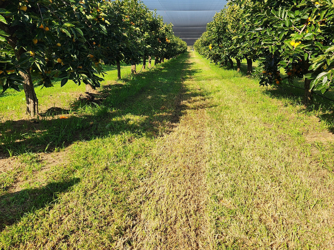 Cedar Creek Orchard-Picton必去景点
