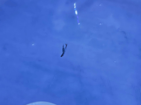 Marine Discovery Centre & Whitby Lobster Hatchery-惠特比必去景点