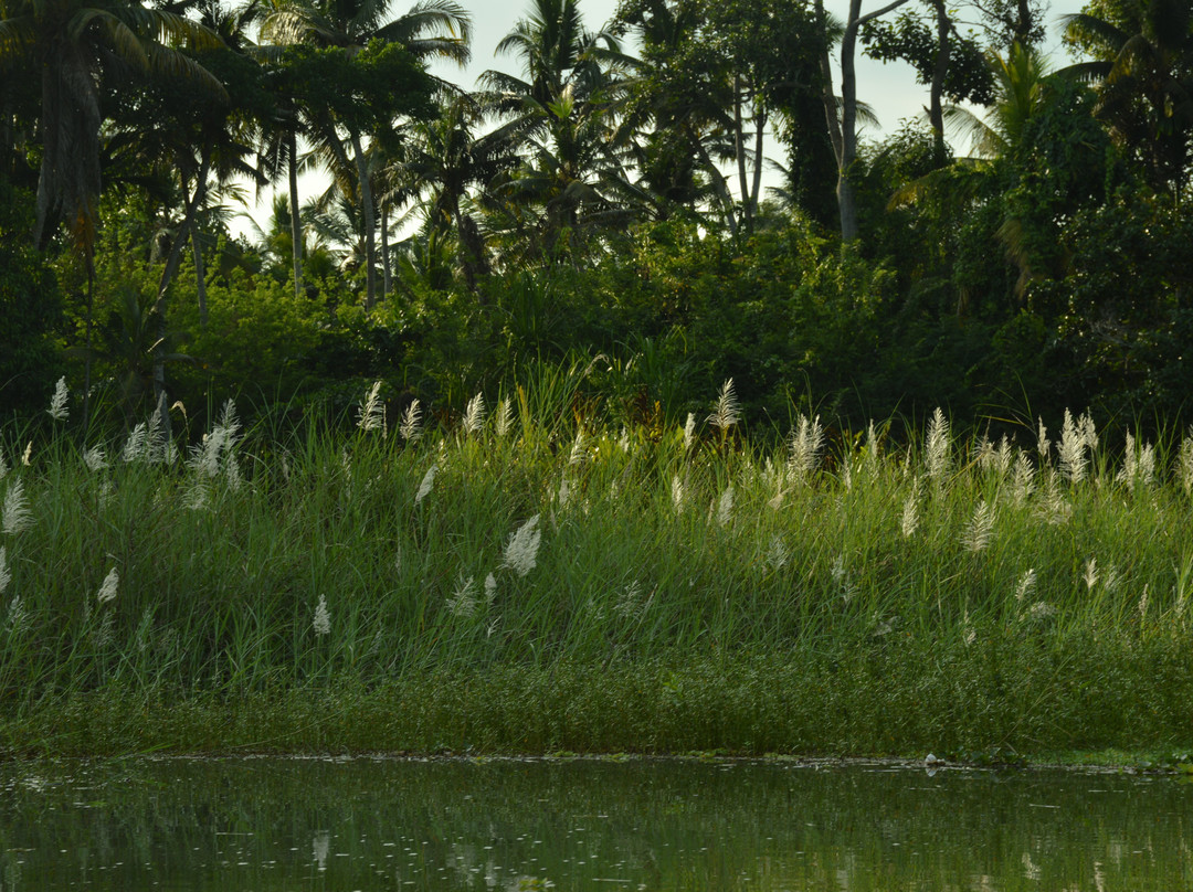 Poovar Backwater Cruise-Poovar必去景点