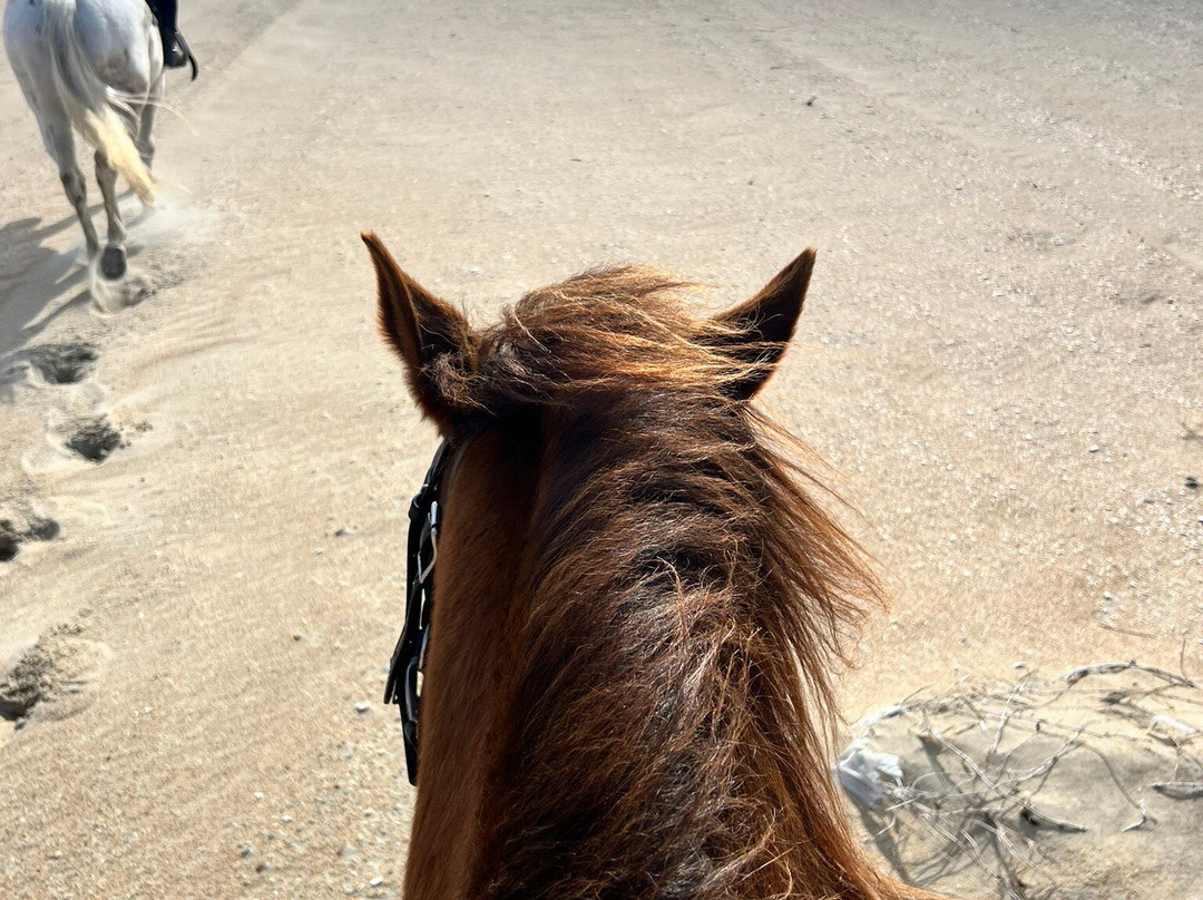 Equine Adventures-Frisco必去景点