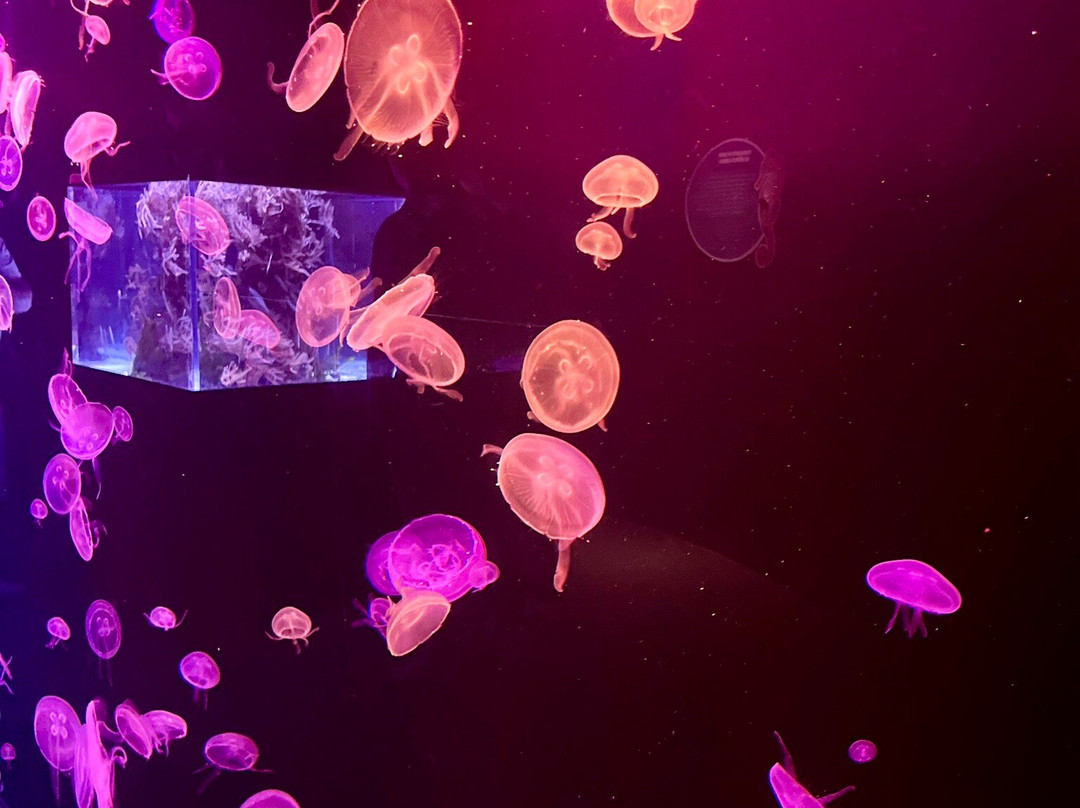 Poema Del Mar-大加那利岛拉斯帕尔马斯必去景点