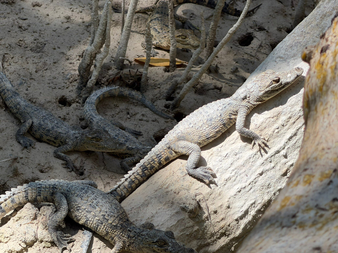 Guardianes De Los Manglares De Dzinintún-塞莱斯顿必去景点