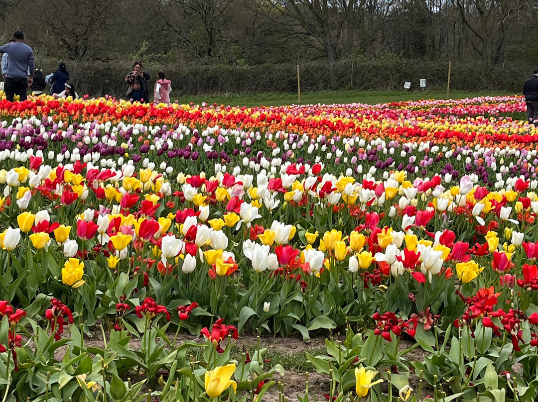 Tulleys Tulip Garden - Warwickshire-沃里克必去景点