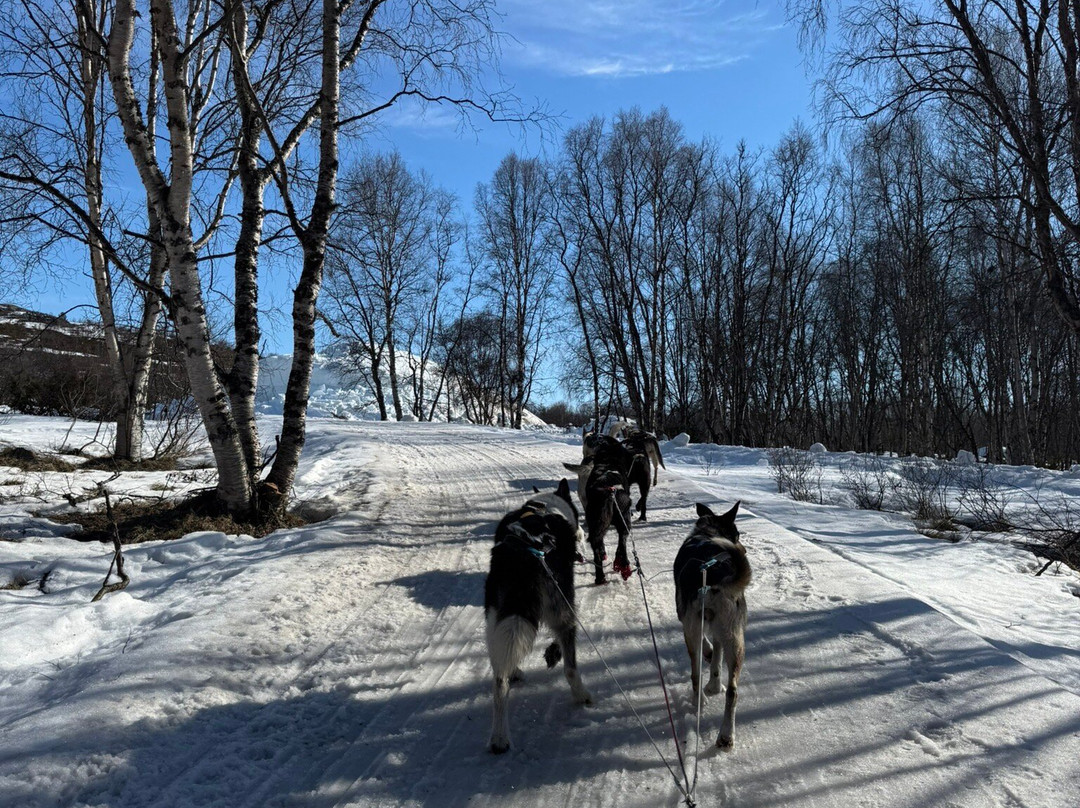 Husky Tours By Snowhotel Kirkenes-希尔克内斯必去景点
