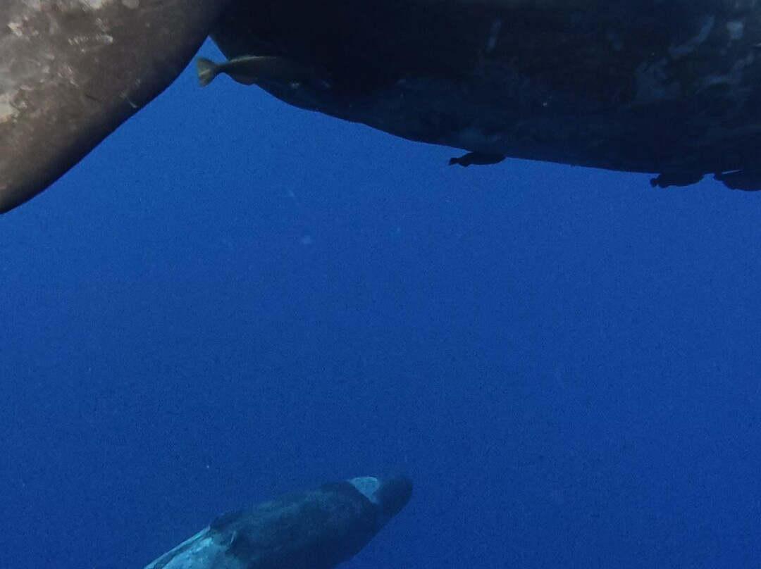 Whales Watching & Swimming With Dolphins In Mauritius-塔玛琳必去景点