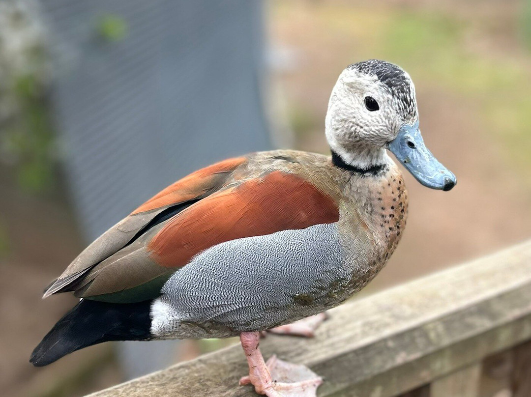 Bird Gardens Scotland Cic-Oxton必去景点