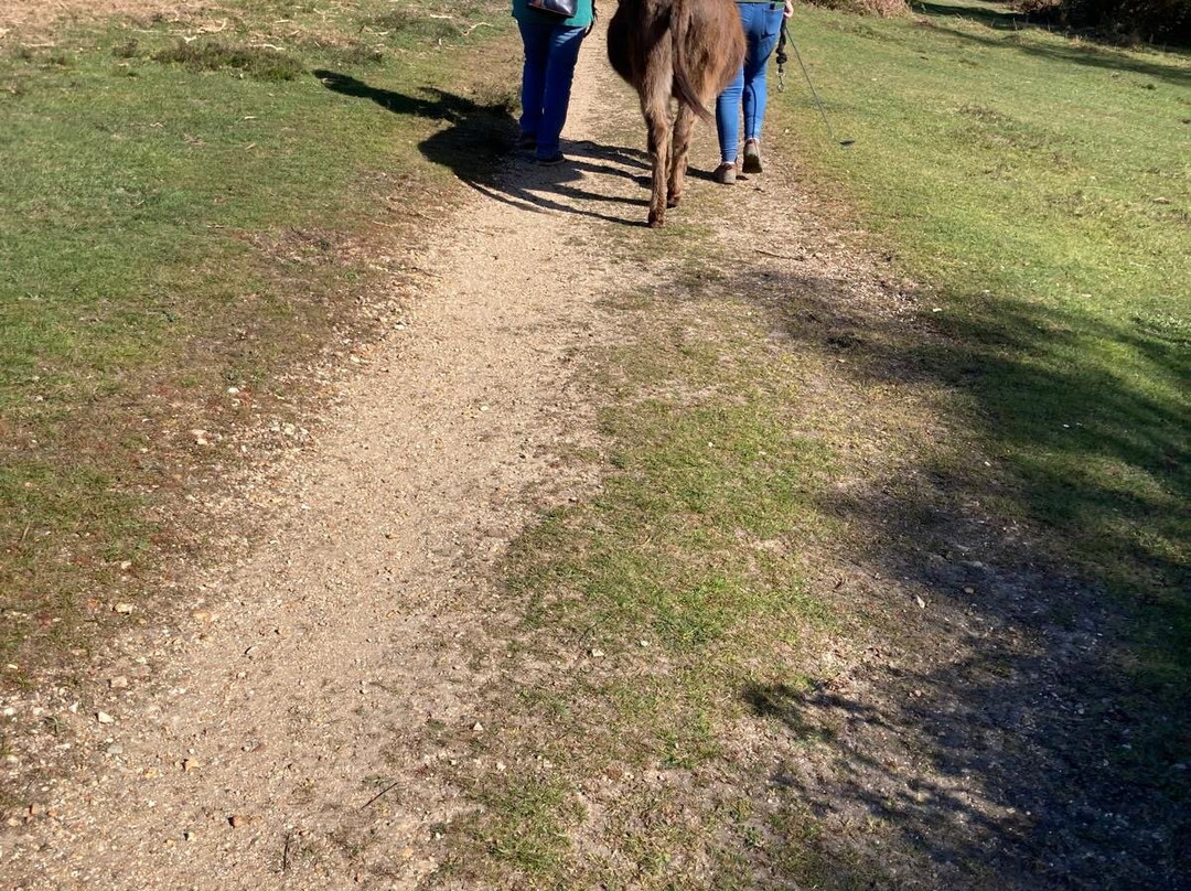 Brockenhurst Donkey Walks-Brockenhurst必去景点
