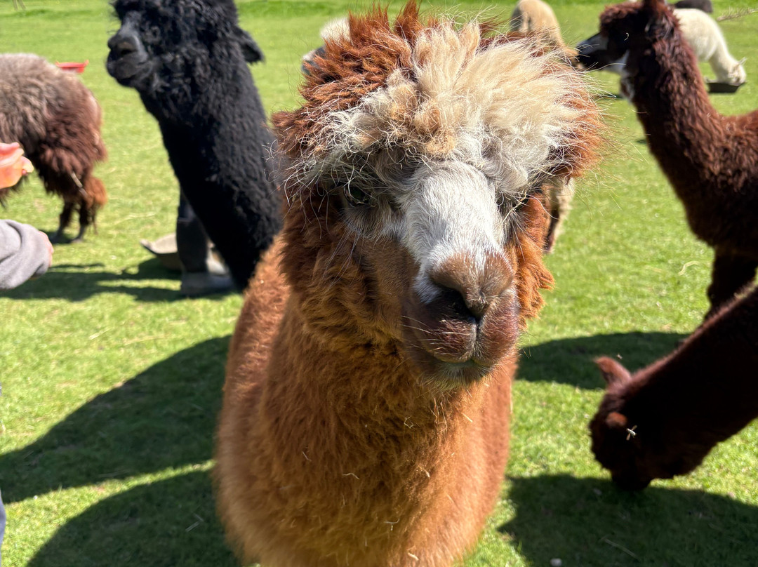 Bell Farm Alpacas-Pensford必去景点