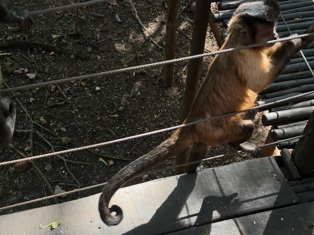 Bush Babies Monkey Sanctuary-哈特比斯普特必去景点