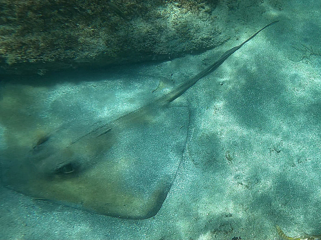 Vieques Snorkel Tours-维切克岛必去景点