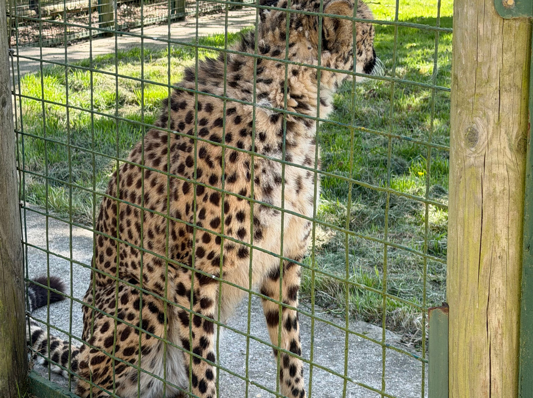 The Big Cat Sanctuary-Smarden必去景点