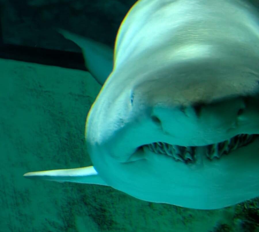 Erlebnispark Meeresaquarium-Zella-Mehlis必去景点