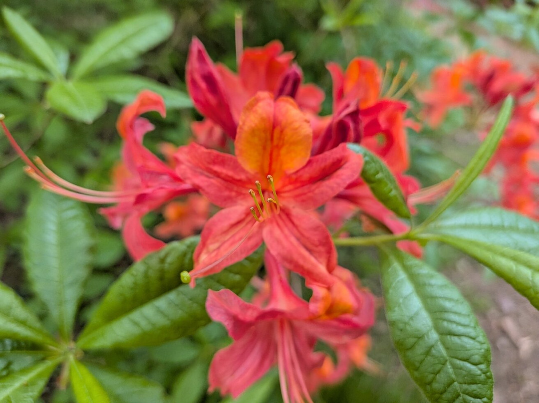 Bowood Woodland Garden-Calne必去景点