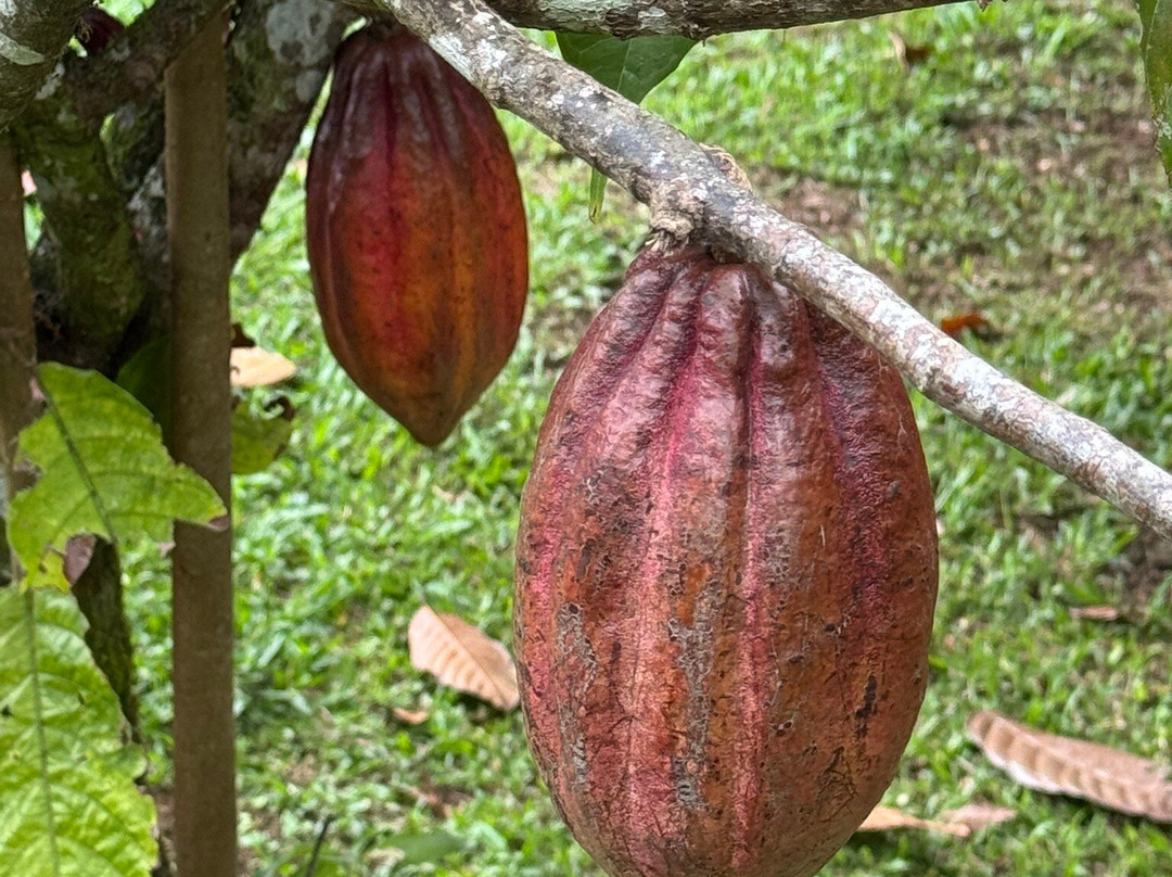 Cafe & Cacao Tour Bijagua-Bijagua de Upala必去景点