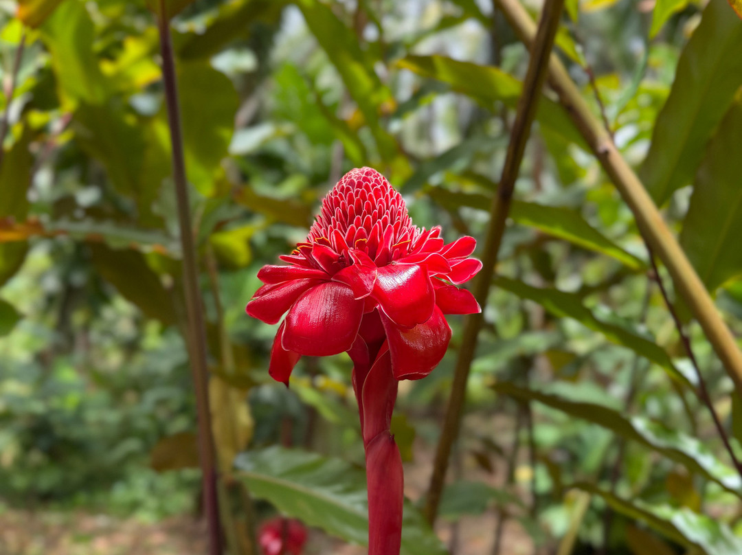 Sun Valley Plantation Hummingbird Garden-奥乔里奥斯必去景点