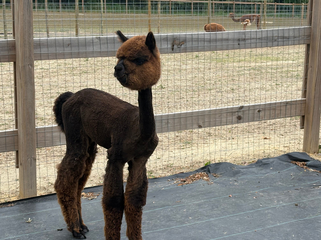 Alpacachino Ranch