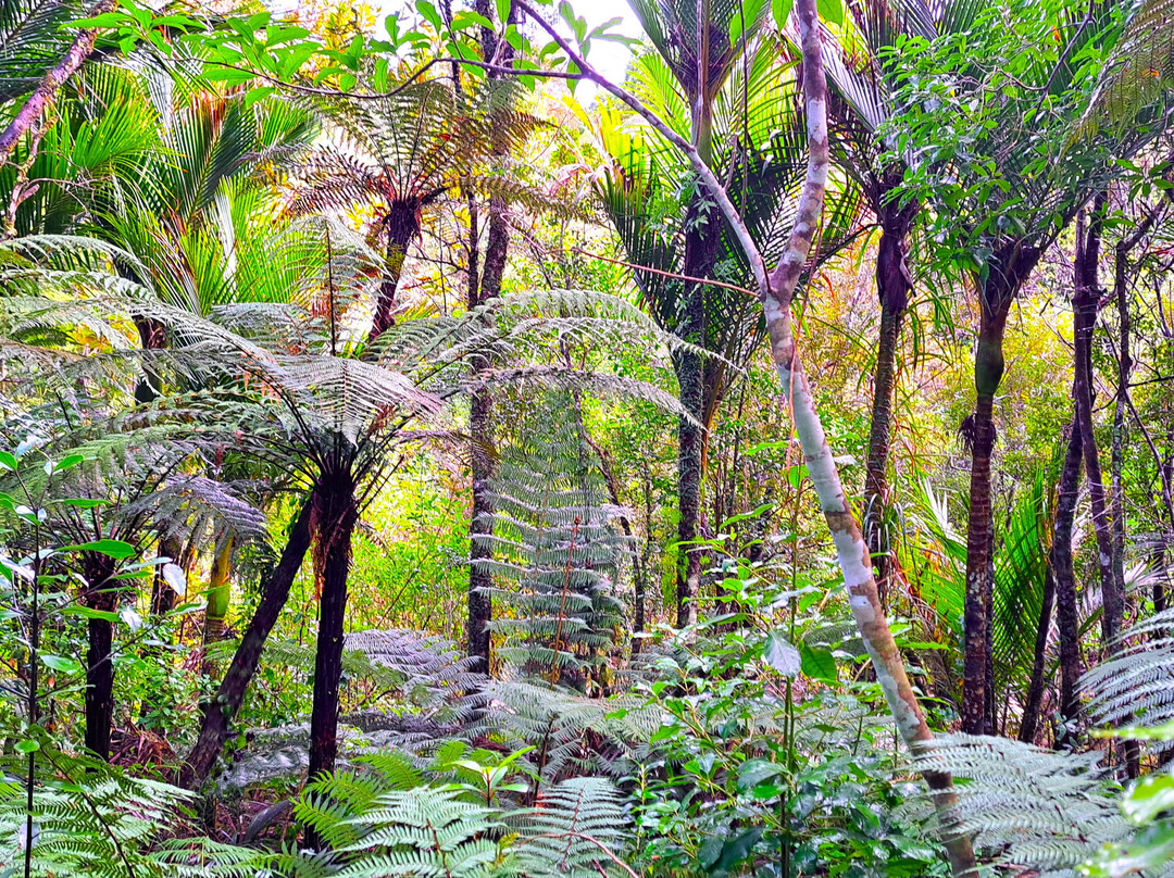 Cookson Kauri Walk-Thames必去景点