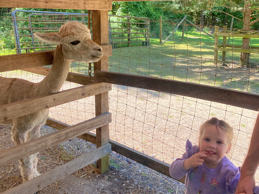 Jersey Shore Alpacas-开普梅必去景点