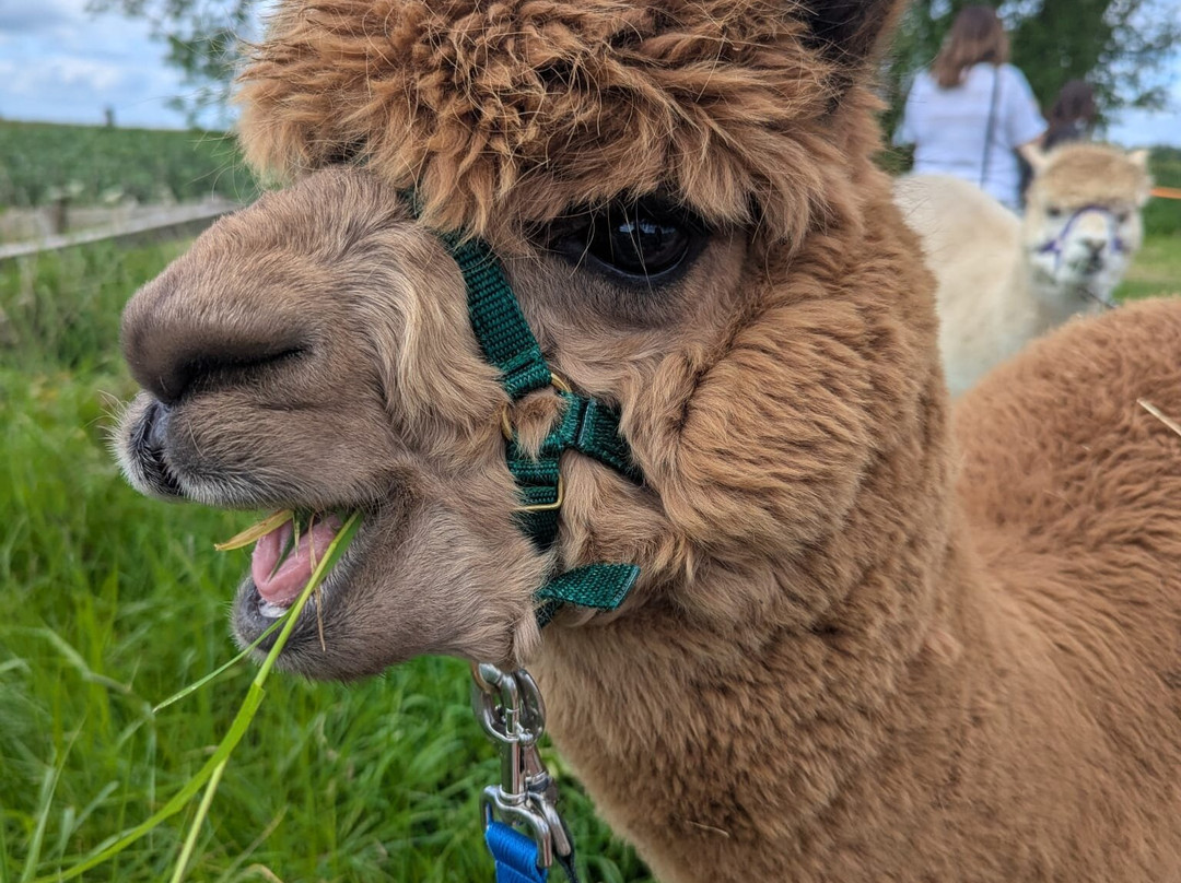 Butterwick Alpaca Retreat and Trekking-马尔顿必去景点