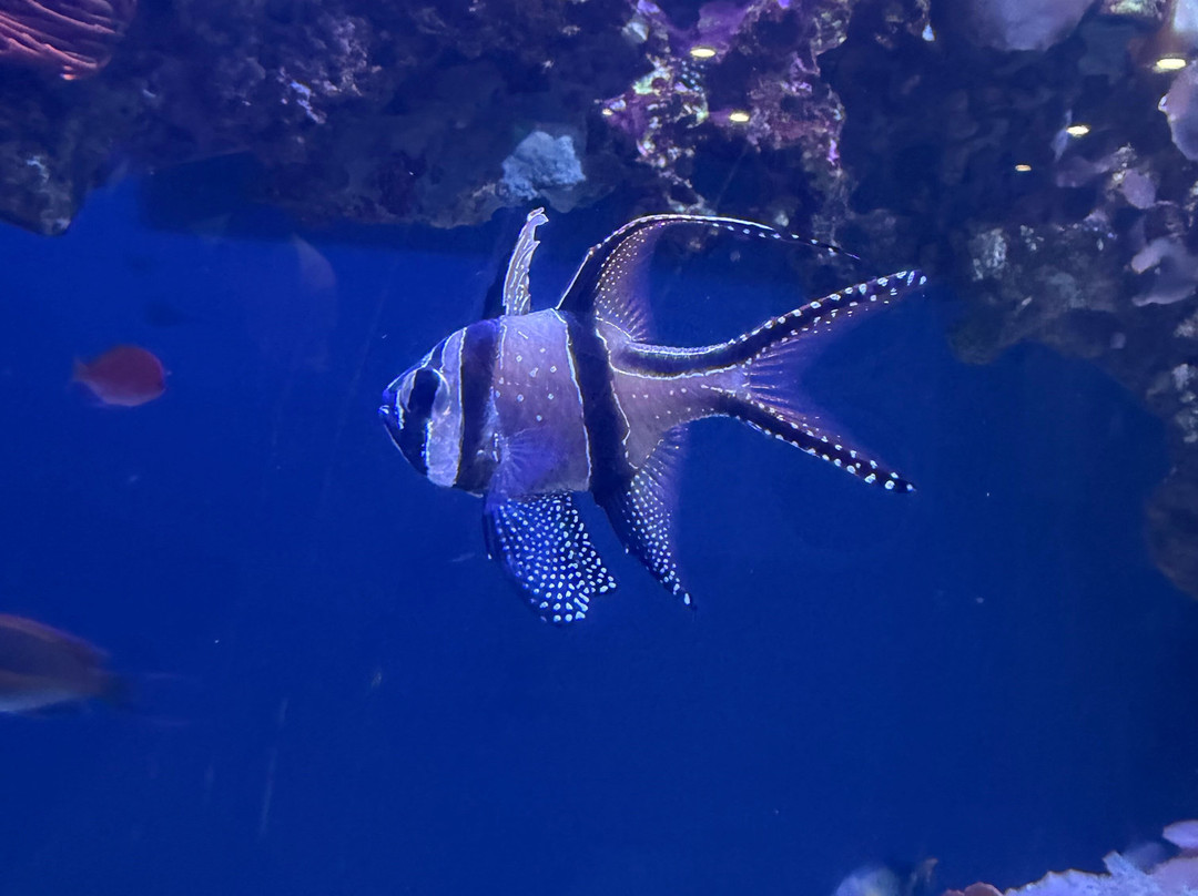 达拉斯世界水族馆-达拉斯必去景点