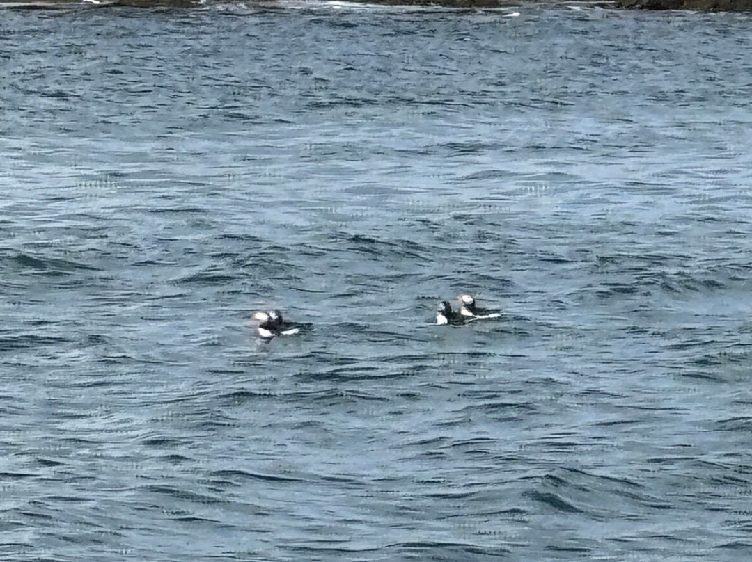 Acadia Puffin Cruise-Steuben必去景点