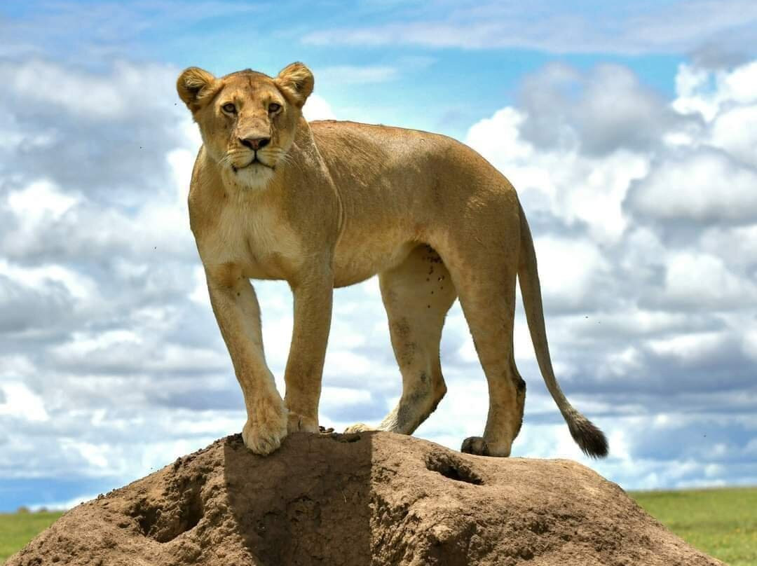 Triple J Zanzibar Tours And Transfers