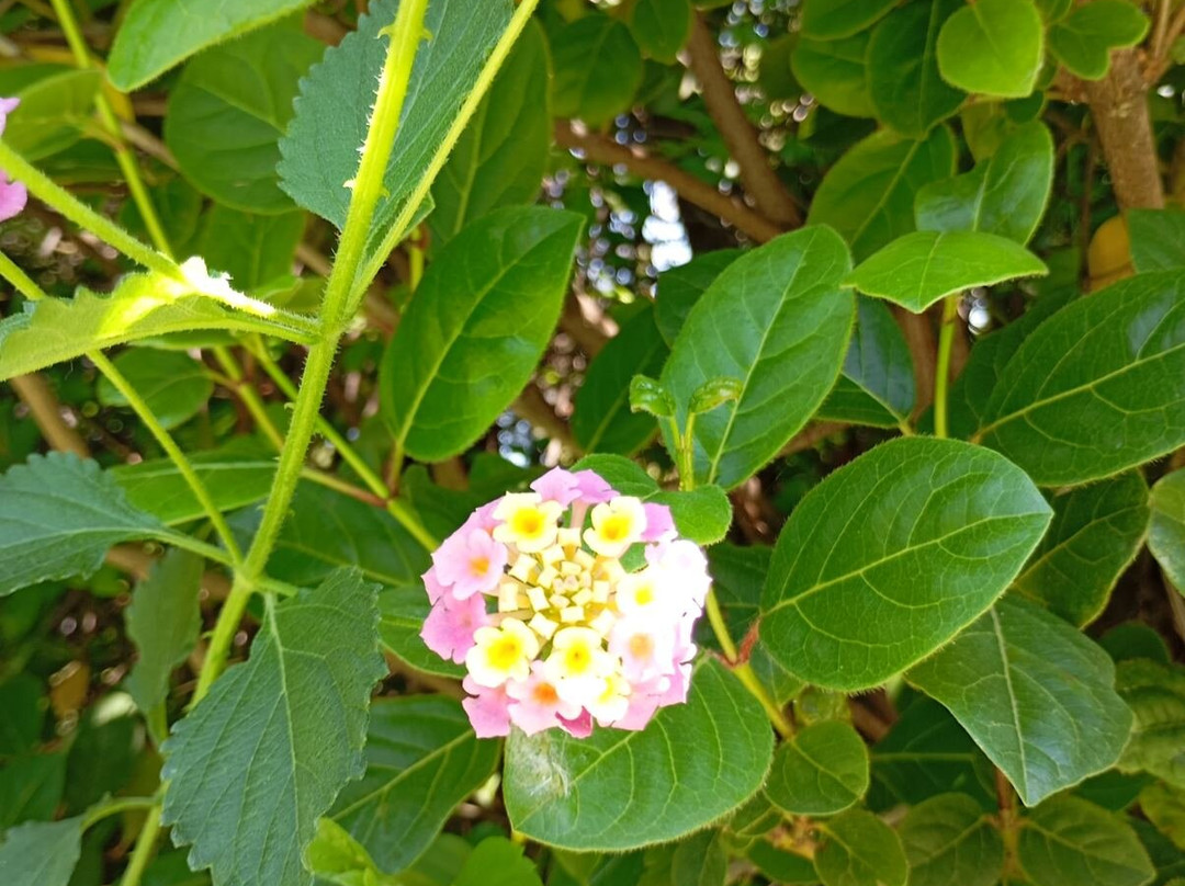 Botanical Garden Diomedes-查德利必去景点