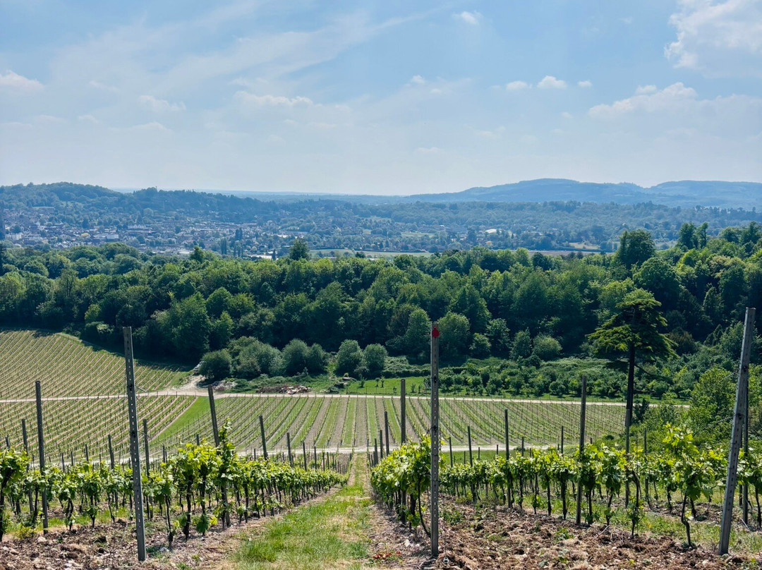 Denbies Wine Estate Ltd-多肯必去景点