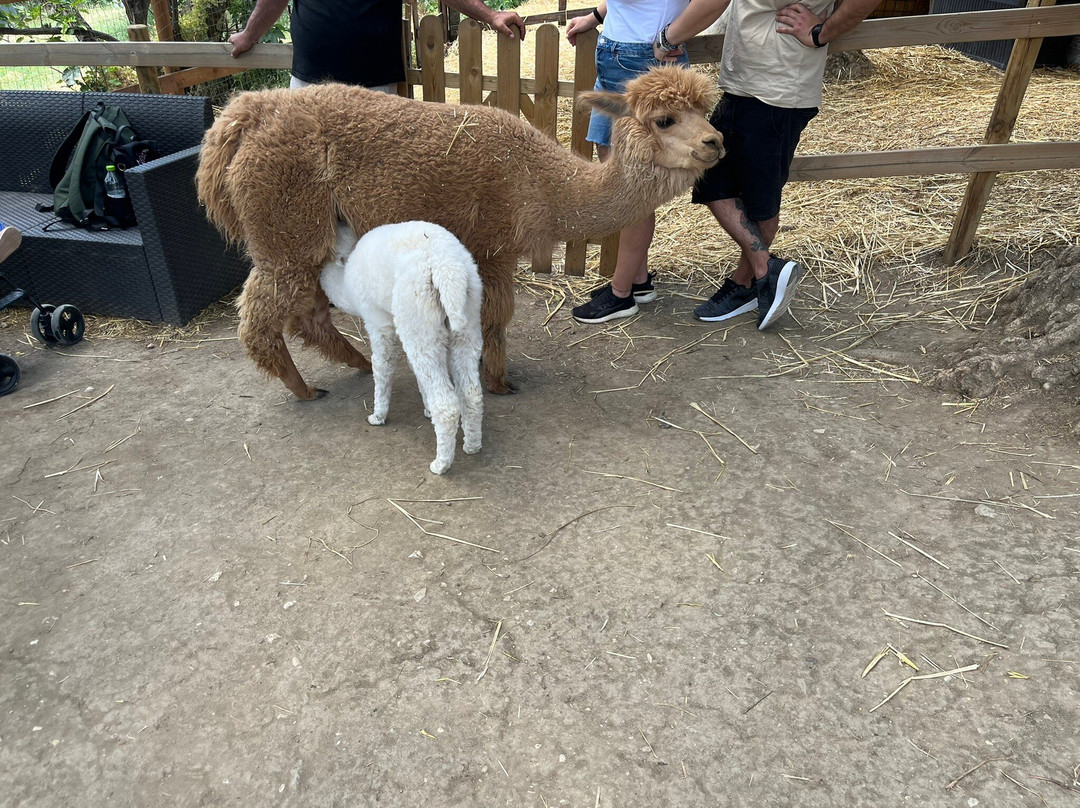 Basilicata Alpaca-Acerenza必去景点