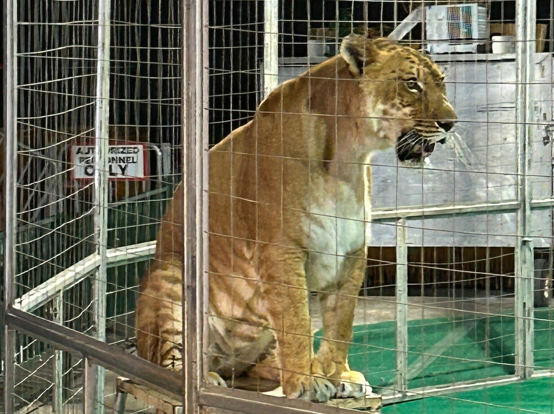 Big Cat Habitat-萨拉索塔必去景点