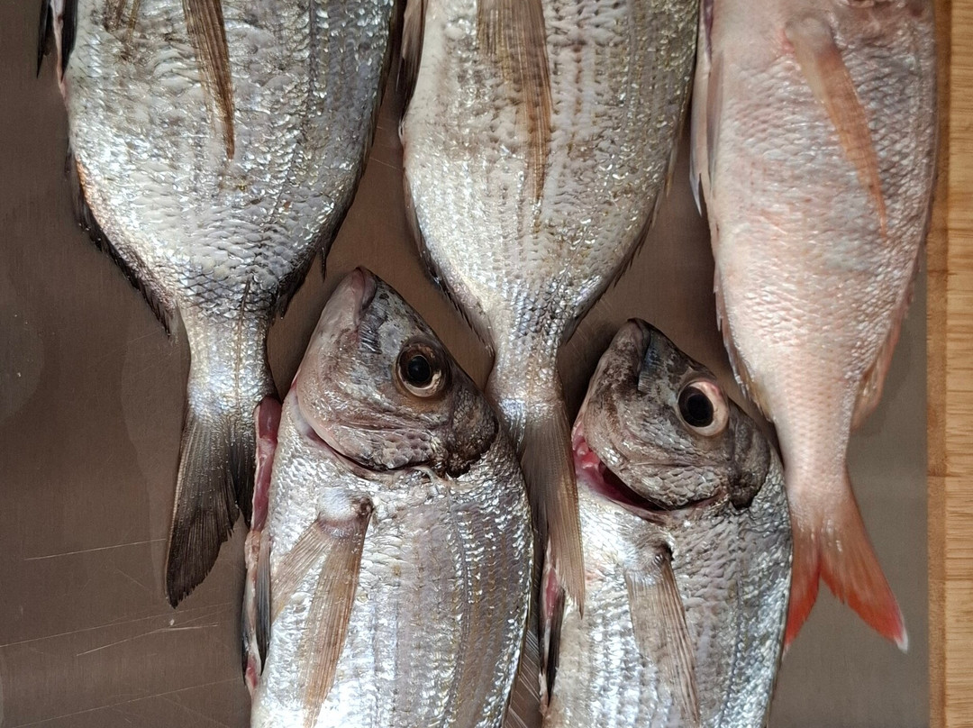 Mister Fish Fishing Charter Malta-Iklin必去景点