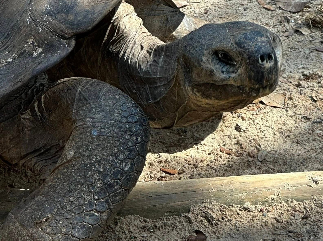 St. Augustine Alligator Farm Zoological Park-圣奥古斯丁必去景点